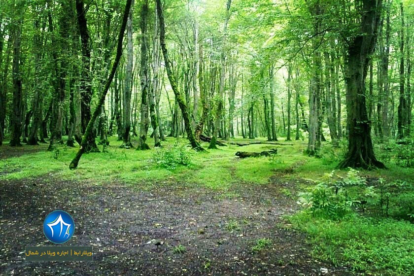 پارک جنگلی کشپل کجاست؟ پارک کشپل پارک جنگلی کشپل مازندران تور یکروزه پارک جنگلی کشپل اقامت در کشپل نور اجاره ویلا در کشپل نور (۳)