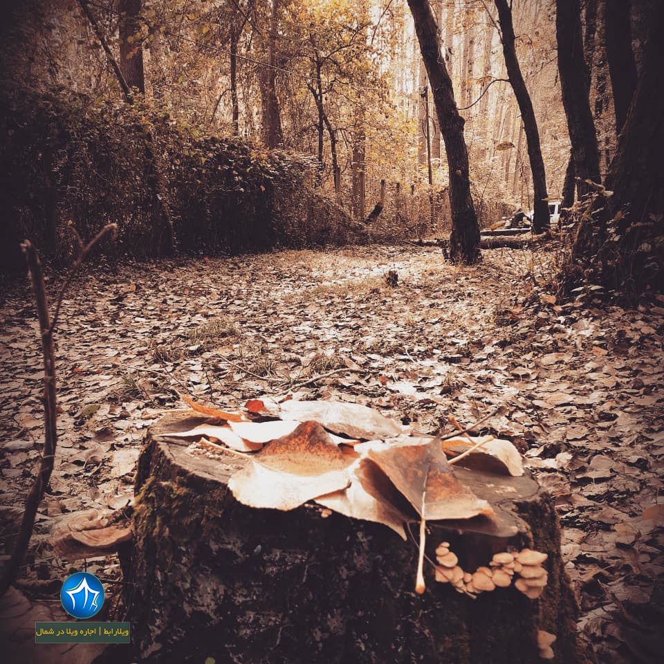 پارک جنگلی کیاشهر از زیباترین پارک های ایران (۲)