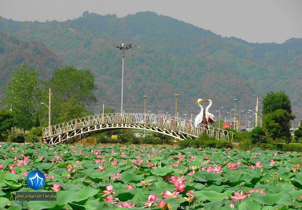 پارک فجر لنگرود -آدرس پارک فجر لنگرود-پارک فجر در لنگرود-پارک فجر کجاست- دریاچه پارک فجر لنگرود-تصاویر پارک فجر لنگرود