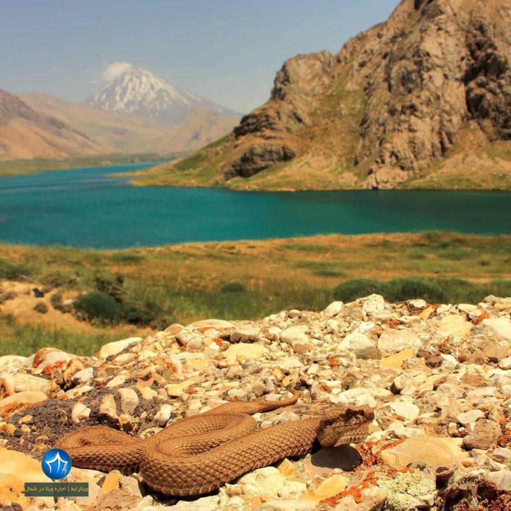 پارک ملی لار پارک ملی لار کجاست جاذبه گردشگری لار عکس پارک ملی لار تصاویر پارک لار حیات وحش لار دریاچه منطقه حفاظت شده لار (۲)
