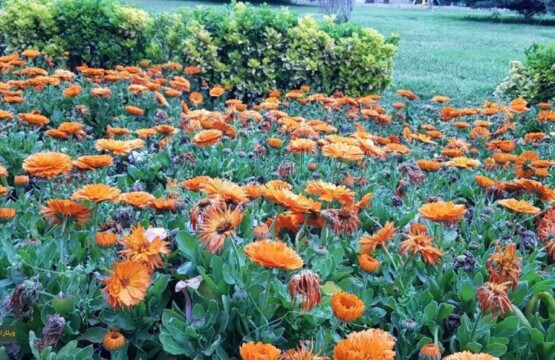 پارک-چاله-باغ-گرگان-پارک-چاله-باغ-گلستان-عکس-پارک-چاله-باغ-گرگان-نمایی-از-پارک-چاله-باغ-1-1024x498