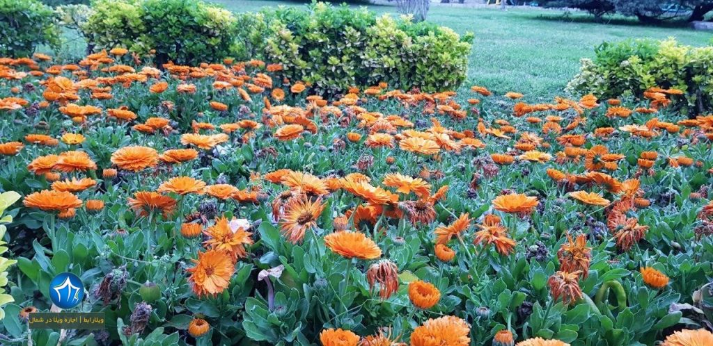 پارک-چاله-باغ-گرگان-پارک-چاله-باغ-گلستان-عکس-پارک-چاله-باغ-گرگان-نمایی-از-پارک-چاله-باغ-1-1024x498