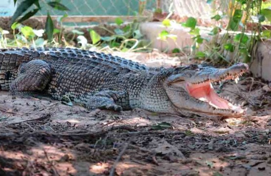 پارک کروکودیل نوپک قشم-قیمت ورودی پارک کروکودیل قشم-پارک کروکودیل نوپک جزیره قشم-پارک کروکودیل در قشم-ساعت کار پارک کروکودیل قشم