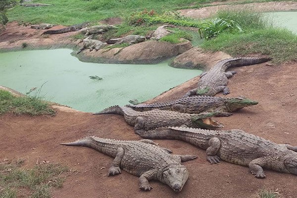 پارک کروکودیل نوپک قشم-قیمت ورودی پارک کروکودیل قشم-پارک کروکودیل نوپک جزیره قشم-پارک کروکودیل در قشم-ساعت کار پارک کروکودیل قشم