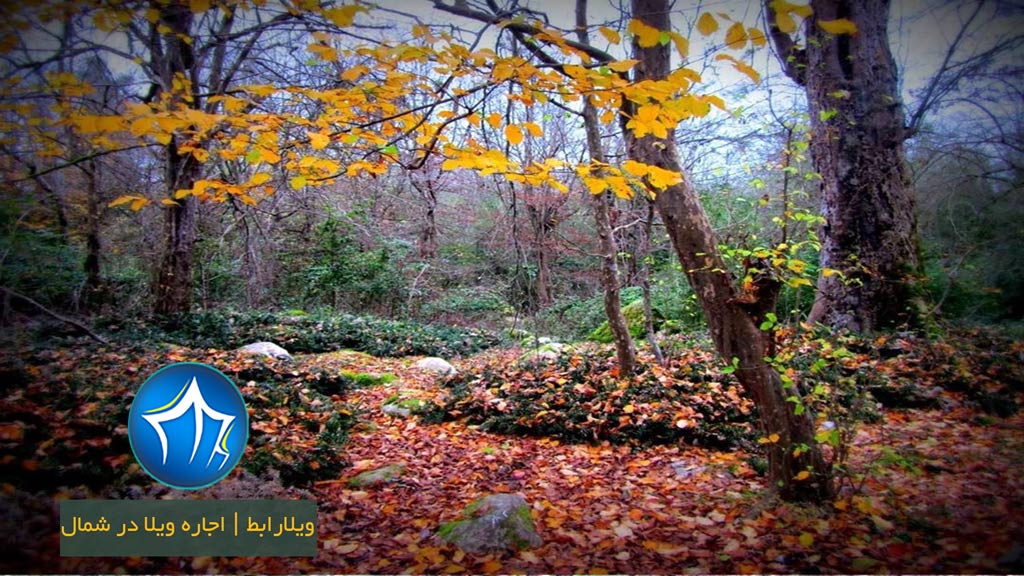 پاییز-پارک-جنگلی-سیسنگان