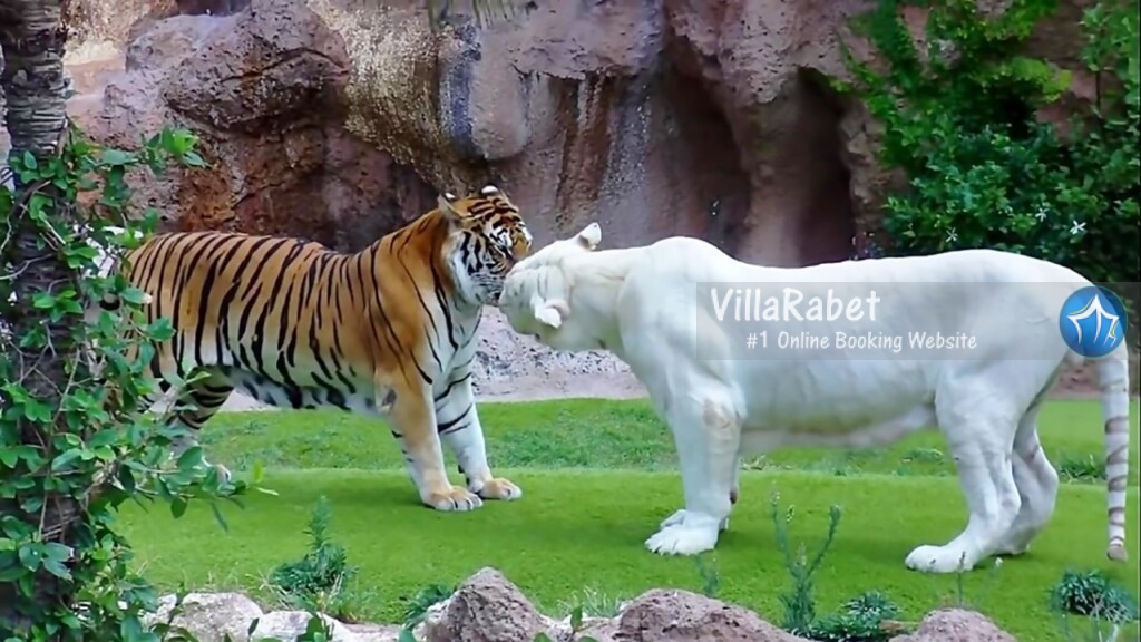 پارک ارم تهران-پارک ارم کجاست-ساعت کاری پارک ارم-قیمت بلیط پارک ارم