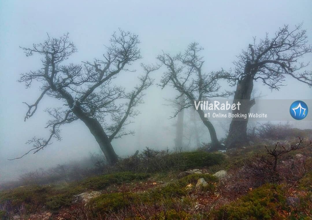 روستای زانوس کجاست دهکده گردشگری زانوس اجاره کلبه زانوس (1)