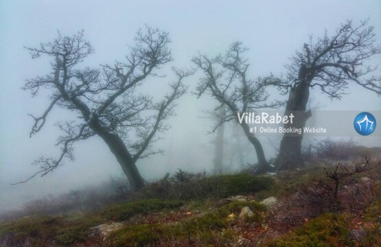 روستای زانوس کجاست دهکده گردشگری زانوس اجاره کلبه زانوس (1)