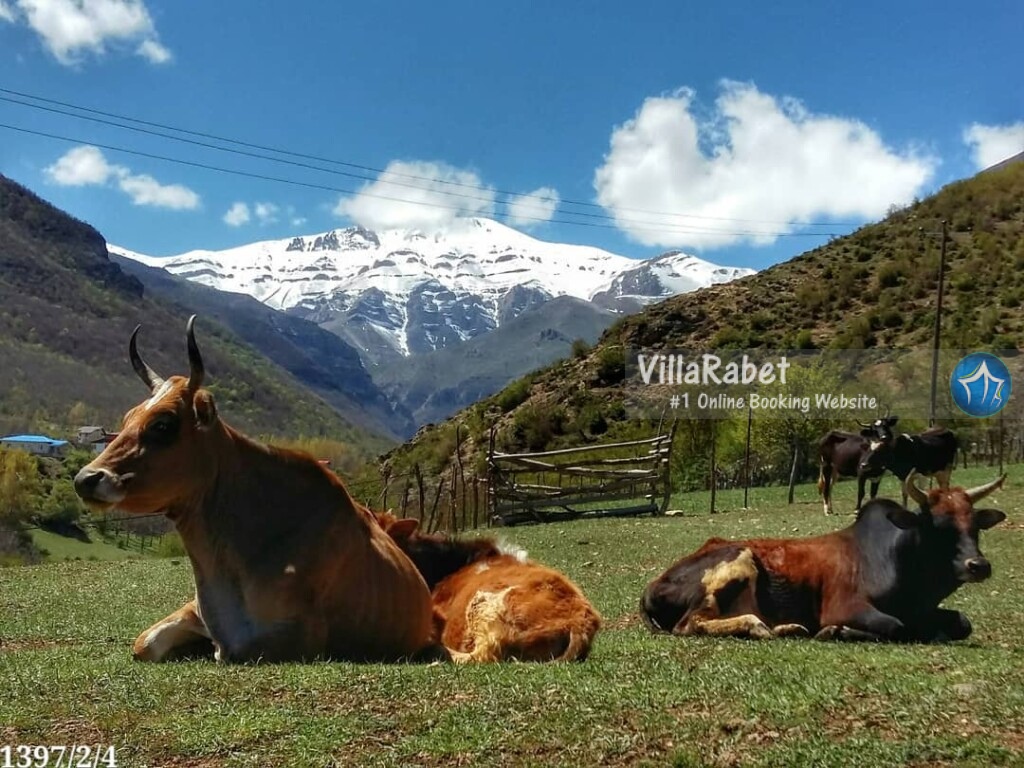 روستای زانوس کجاست دهکده گردشگری زانوس اجاره کلبه زانوس (2)