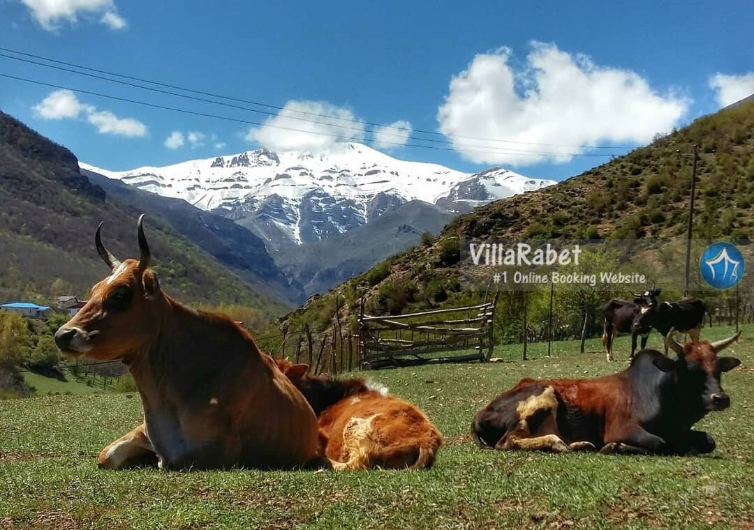طبیعت زانوس عکس های روستای زانوس دهکده گردشگری زانوس روستای زانوس کجاست دهکده گردشگری زانوس اجاره کلبه زانوس (2)