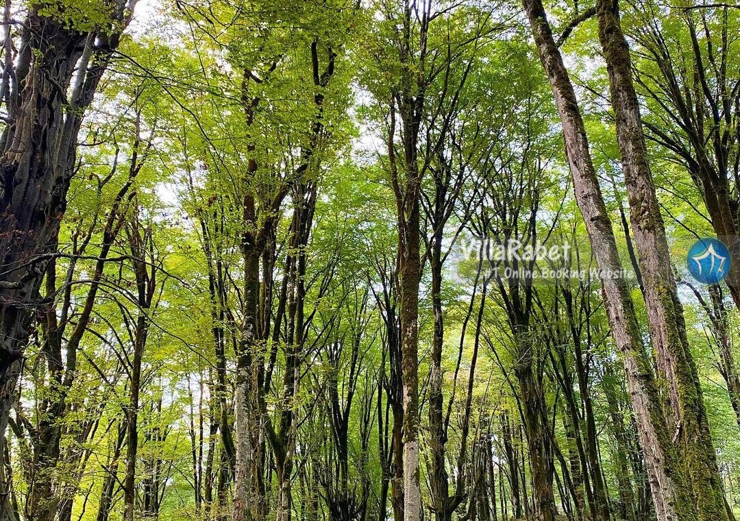 اجاره ویلا تیله کنار اجاره ویلا تیله کنار (1)