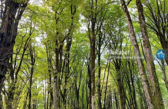 اجاره ویلا تیله کنار اجاره ویلا تیله کنار (1)