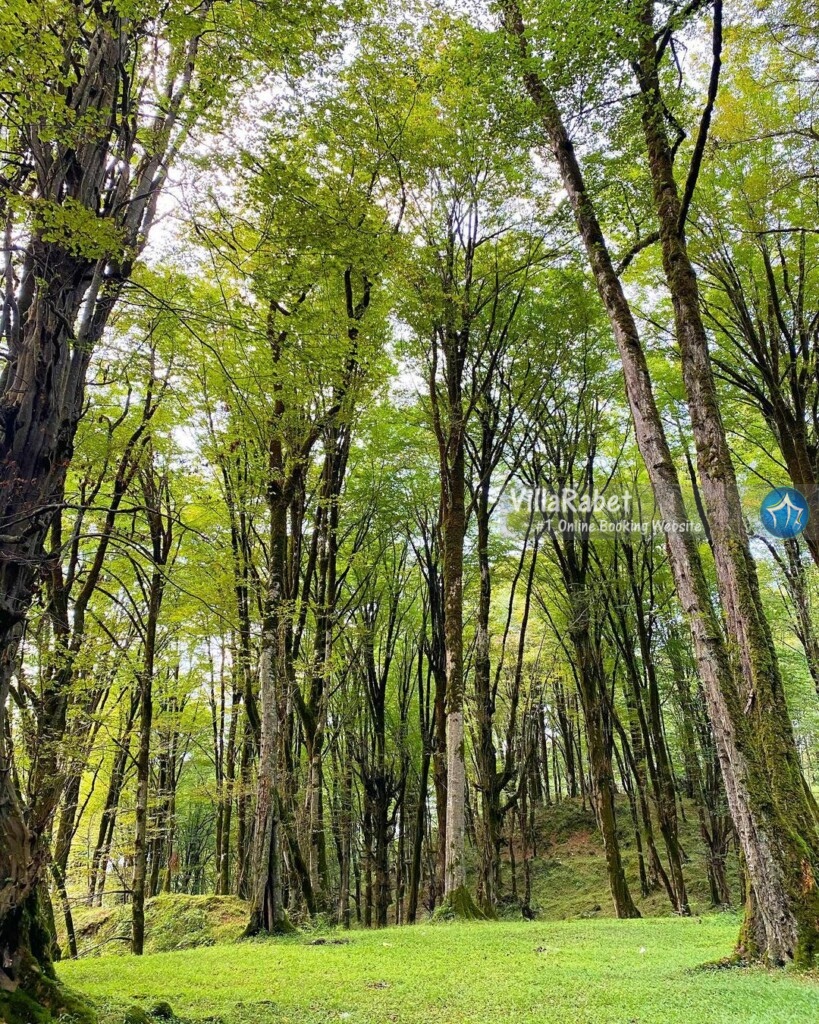 اجاره ویلا تیله کنار اجاره ویلا تیله کنار (1)