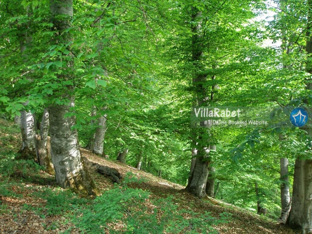 اجاره ویلا سوادکوه (1)