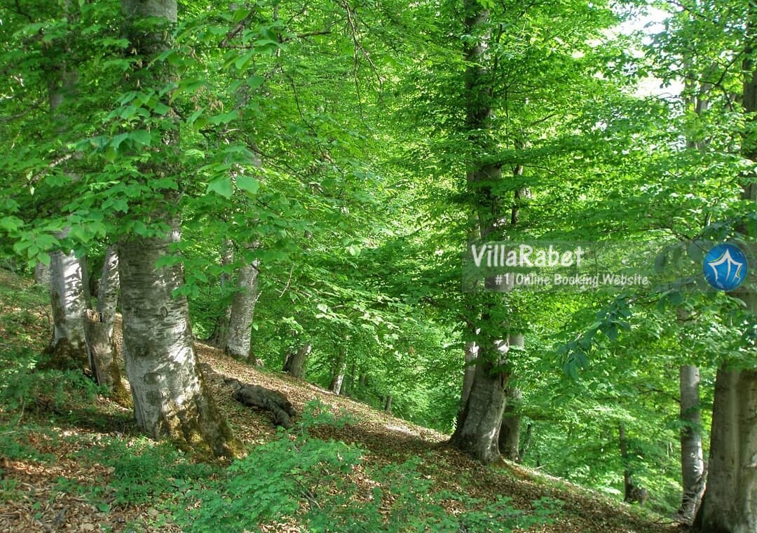 اجاره ویلا سوادکوه (1)