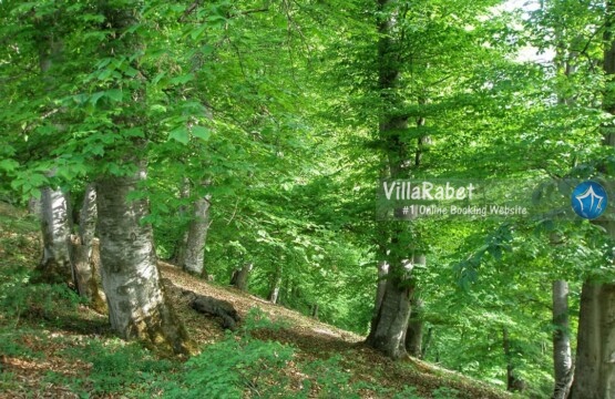 اجاره ویلا سوادکوه (1)