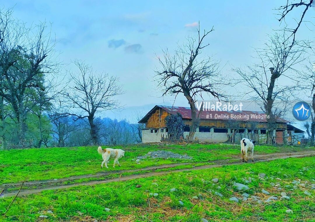 اجاره ویلا لفور