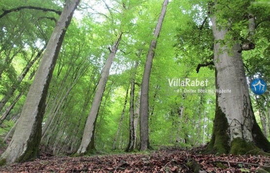 جنگل دو هزار ، پارک جنگلی چالدره ، دشت دریاسر ، ویلا رابط ، اجاره ویلا در شمال نکابن 13 بدر کجا بریم ؟ تنکابن