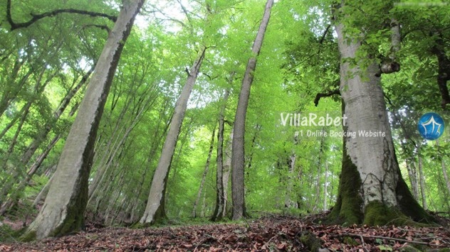 جنگل دو هزار ، پارک جنگلی چالدره ، دشت دریاسر ، ویلا رابط ، اجاره ویلا در شمال نکابن 13 بدر کجا بریم ؟ تنکابن