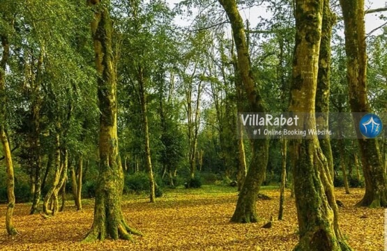 جنگل کجا بریم پارک جنگلی سیسنگان جنگل دالخانی جنگل صفارود رامسر