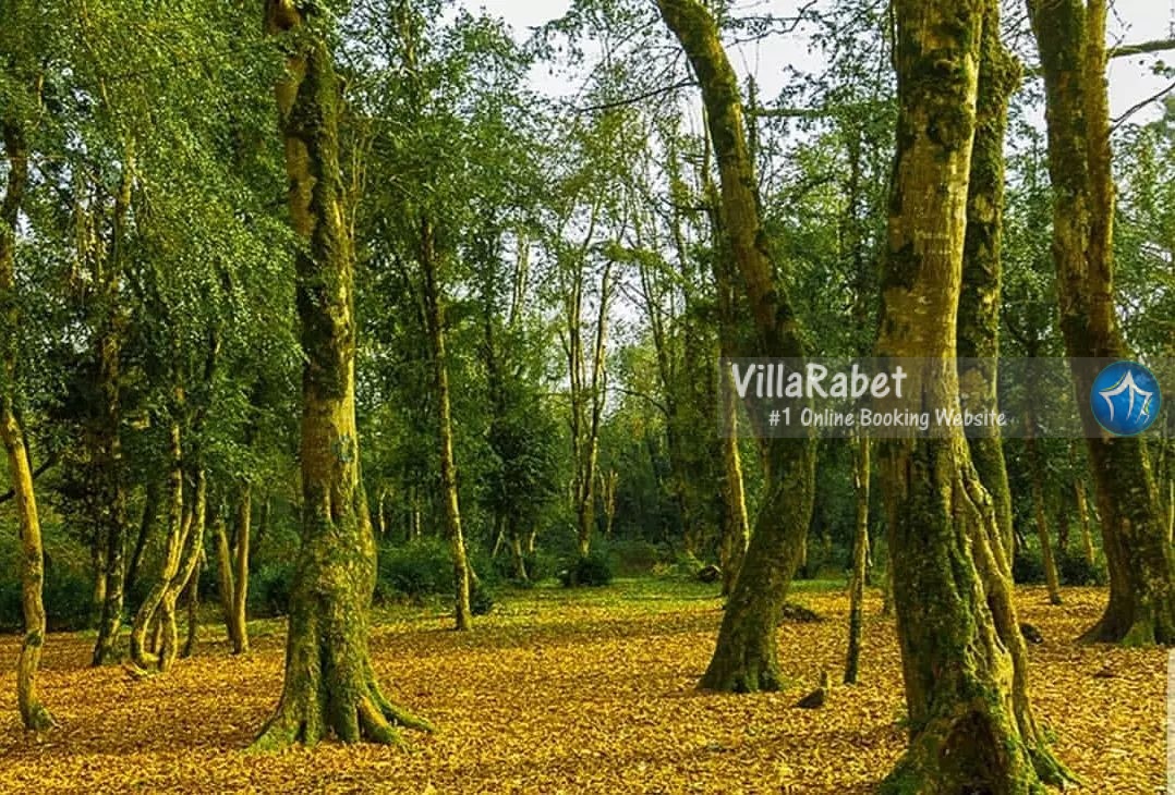 جنگل کجا بریم پارک جنگلی سیسنگان جنگل دالخانی جنگل صفارود رامسر