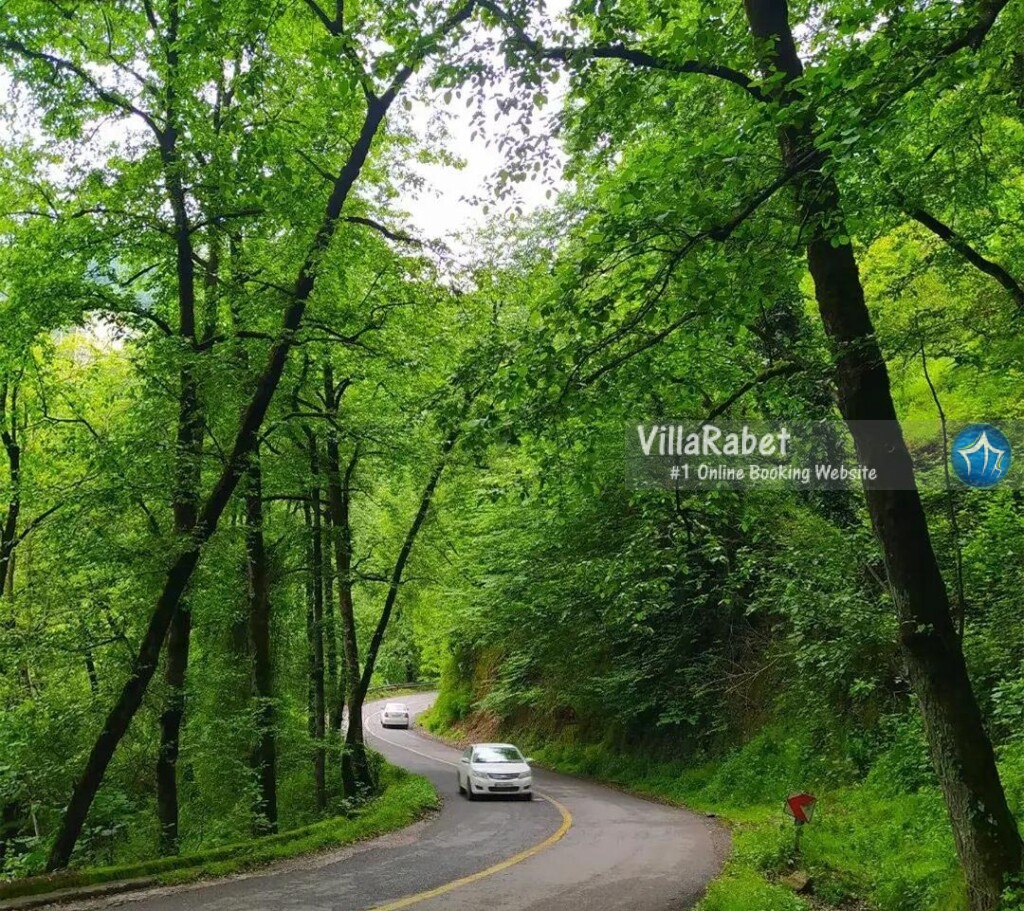 جنگل دالخانی رامسر