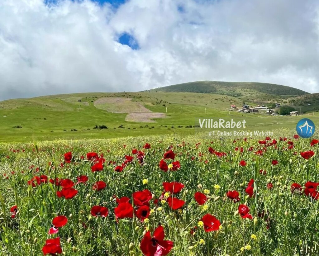 دشت شقایق سیاهکل 