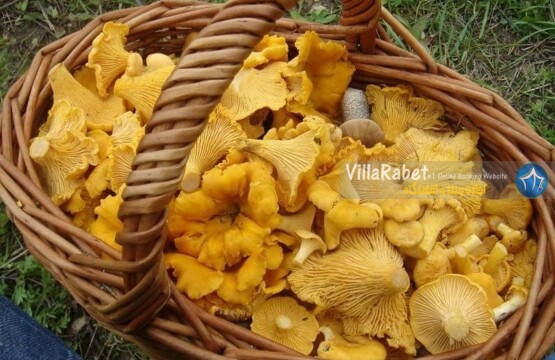 انواع قارچ قارچ درختی قارچ زرد کیجا انواع قارچ های جنگلی قارچ دکمه ای