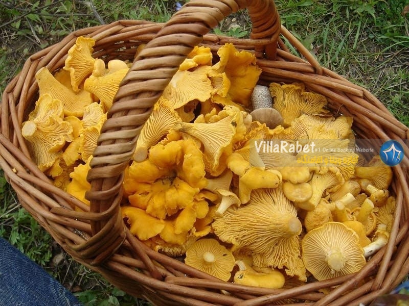 انواع قارچ قارچ درختی قارچ زرد کیجا انواع قارچ های جنگلی قارچ دکمه ای