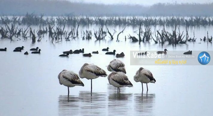 ماهیگیری در میانکاله ماهی تالاب میانکاله بهشهر